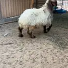 فحل نعيمي خصم ( تم البيع )