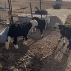 للبيع خرفان كفووو