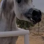خيل