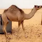 للبيع