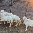 للبيع رخال حريه نظيفه