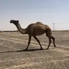 للبيع ضروبه شعلا
