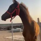 مهر شعبي شيخ