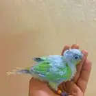فرخ كنيور منت نعناع