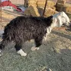 طلي ذبيحه