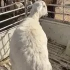 طلي جبر