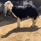 طلي نجدي