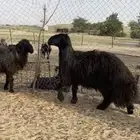 فحل عربي طيب