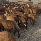 طليان سواكني حمري