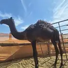 تباله