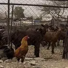 ديكة بكساتي