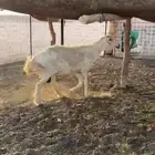 شاه حري