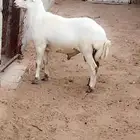 طلي جذع للبيع