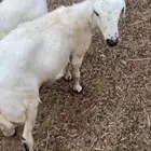 رفيديه للبيع