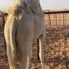 حاشي طايش