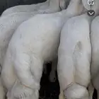 خرفان مسكته