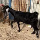 معزا