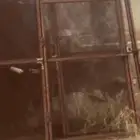 شبوك حمام للبيع عدد 24 عشه