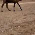 للبيع قعود مجهم كفو