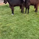 للبيع طقم قبرصيات كفوو