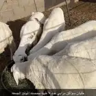 سواكن مرابي طيبه