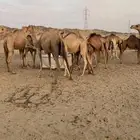 قعود وثلاث بكار للبيع على حليب أمهاتها