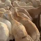 خرفان رفيدي مرابي وتيوس جنوبيه وعوارض رفيدي على 750عرض موقت