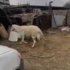 طلي مشروط ضراب ومالطيه
