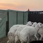 رخال صنف دفيع