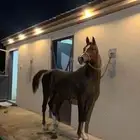 فرس شعبيه فاخره