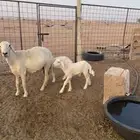 حريه متوم للبيع