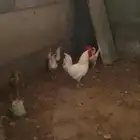 دجاج للبيع اسود وابيض اطقم