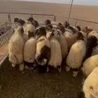 بهم نعيم العمر من 4 الى 5 شهور