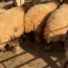 تمايم وذبائح وتوصيل