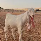 تيس مطور فاخر