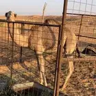 قعود على مشاكس