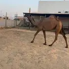 صفراء حقه كفوو