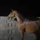 فرس واهو فاخره