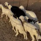 هرافى طليان حري ونجد