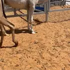 بكره وضحا