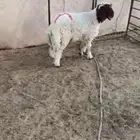 خروف جذع 7 شهور فل ضهر وطرف