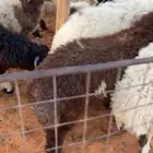 ذبايح . مع التوصيل . يوجد تمارا