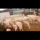 20 تبعها 26 رخال وغنم ناهيه ومقنوي كفو