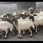 جذعات نعيم صنف