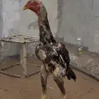 ديك ودجاجه شامويباني