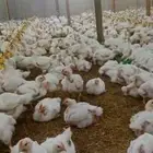 دجاج لاحم الاوزان من 1350 الى 2000 العدد (1000)