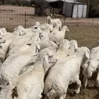 طليان ورخال وسواكن طيبه جدا