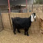 عنز