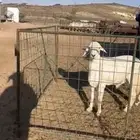خروف فحل جذع مشروط