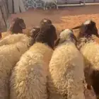 رخال